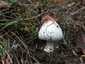 Ragadós bocskorosgomba (Volvopluteus gloiocephalus), Budai-hegység